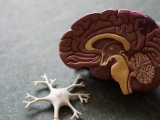 anatomy of the brain